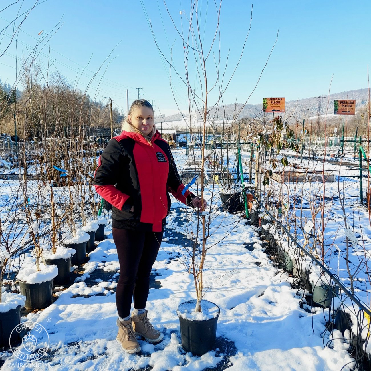 Obrázok Breza himalájska (Betula utilis) ´JACQUEMONTII´ - výška 180-200 cm, kont. C18L - VIACKMENNÁ